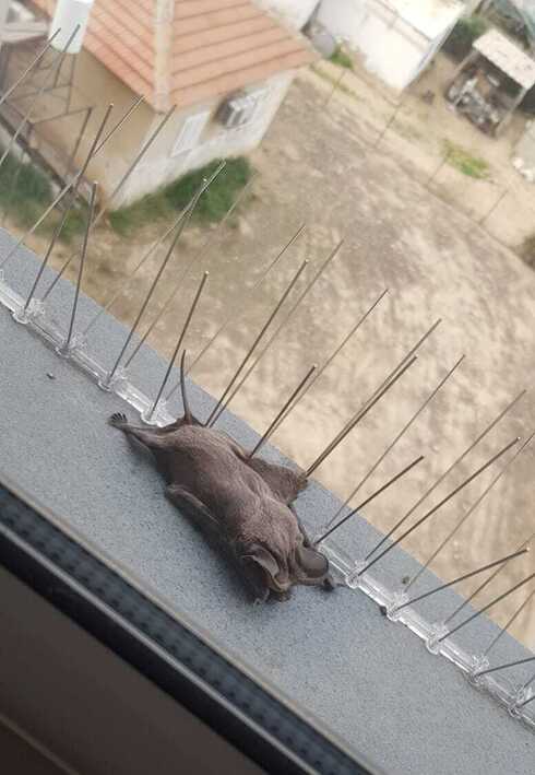 העטלף לאחר הנחיתה הכואבת במרפסת